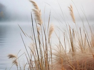 芦苇丛深处中为何有温情？怎样在其中感受温情？身处芦苇丛深处，如何发现温情？