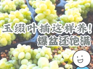 玉缀多肉能叶插吗？怎么叶插？