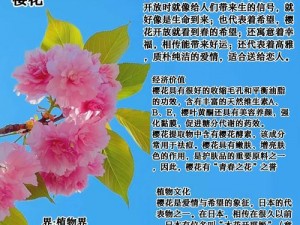 如何深入了解你的樱花？教你几招轻松掌握樱花知识