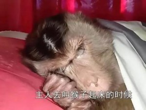 二人生猴子全程不盖被子【二人生猴子全程不盖被子的性行为是否安全？】