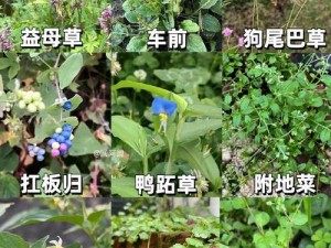 野草乱码一二三区别在哪 野草乱码一二三的区别是什么