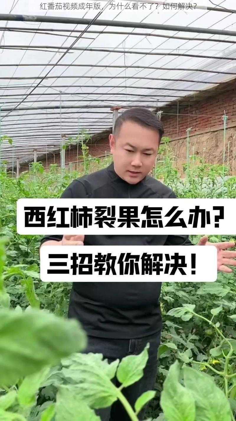 红番茄视频成年版，为什么看不了？如何解决？