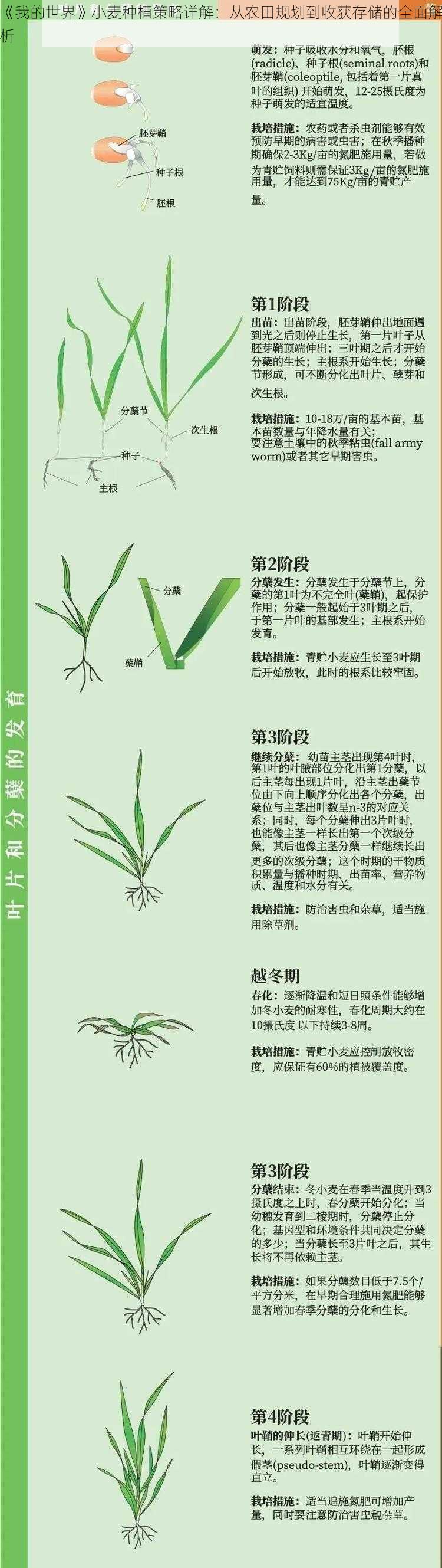 《我的世界》小麦种植策略详解：从农田规划到收获存储的全面解析