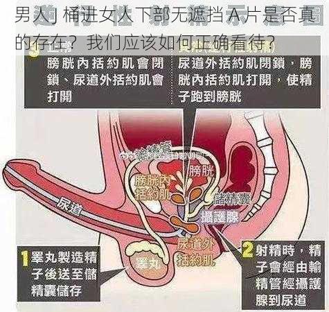 男人 J 桶进女人下部无遮挡 A 片是否真的存在？我们应该如何正确看待？